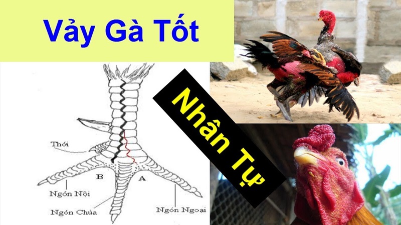 Tổng hợp các loại vảy gà hiếm nhất hiện nay do Ga6789 tổng hợp