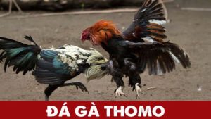 Trực tiếp đá gà thomo ngày hôm nay: Trải nghiệm trận đấu đỉnh cao